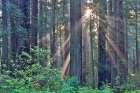 California. Del Norte Redwoods SP. Spring with sunbeams coming through redwoods and rhododendrons Art Print